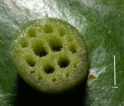 Nymphaea alba. T.S. section of the peduncle showing air canals and astrosclerids (calcium oxalate crystals).
 Image: K.A. Ford © Landcare Research 2019 CC BY 3.0 NZ